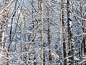 thicket in snowy forest in sunny winter day