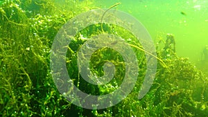 Thickets of aquatic flowering plants and oxygen-producing algae in Yalpug Lake, Ukraine