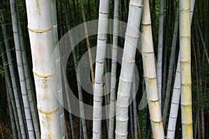 Thickets of bamboo. Bamboo trunk close-up.