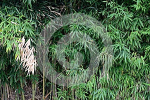 Thickets of bamboo close-up