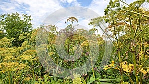 In thickets among blooms dangerous toxic plants Heracleum. Dangerous toxic plant forms burns and blisters on human skin