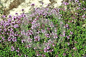 Thickets of the blossoming thyme creeping a thyme ordinary Thymus serpyllum L