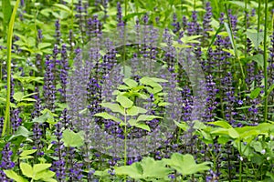 Thickets of blue flowers from the family Lamiaceae or Labiatae in the Gatchina forest, Russia. Summer, June. Harvesting