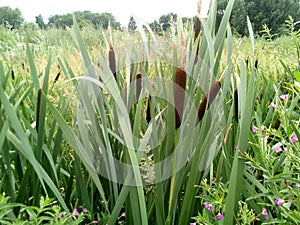 Thickets of broadleaf reed mace Typha latifolia against the background of a swampy meadow and trees on the horizon.