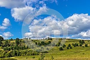 thickets of bushes on the hill on a sunny summer day