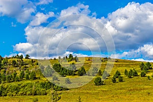 thickets of bushes on the hill on a sunny summer day