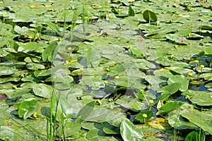 Thickets of candock (Nuphar lutea)