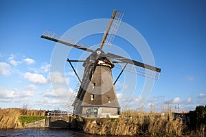 Thickets of a cane on the background of the Dutch wind mill.