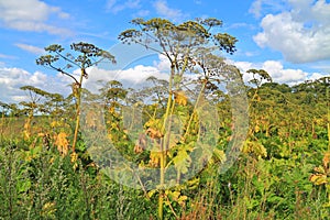 Thickets of a cow-parsnip (Heracleum)