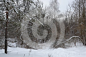 Thickets of dense forest, covered with fresh snow