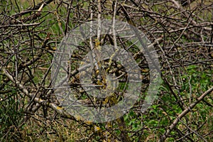 thickets of dry twigs, impassable grove in the forest