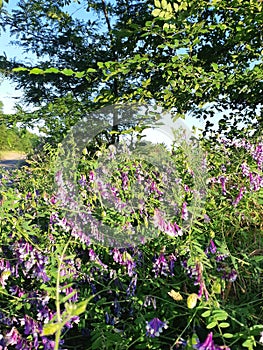 Thickets of field mouse pease of pink color.