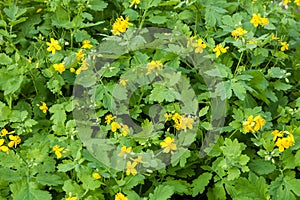 Thickets of flowering Celandine plants