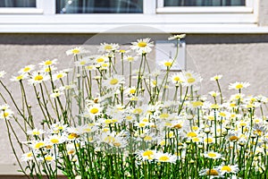 thickets of flowering daisies under the window of an apartment building in cloudless sunny weather