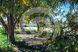 Thickets of flowering mimosa trees against the background of the river Arade in Ferragudo, Algarve, Portugal