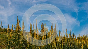 Thickets of flowering mullein on a hillside
