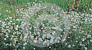 Thickets of flowers field of camomiles