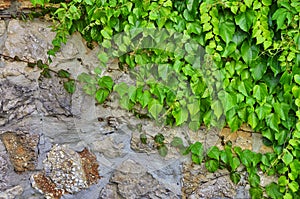 Thickets of a green ivy on a vertical wall