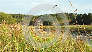 Thickets of green meadow grass on background of forest. Media. Close-up of field grasses on background landscape of