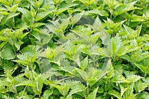Thickets of green nettles. Fresh nettle leaves. Medicinal plant. Green leaves background