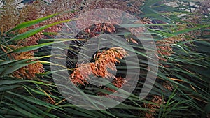 Thickets of green reeds with bright red inflorescences