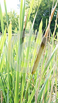 Thickets of green reeds on the shore