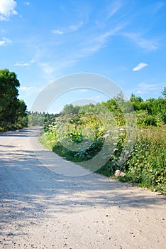 Thickets of hogweed on the edges of a rural road. Weed. Giant hogweed in sunlight in summer. A large hogweed plant with