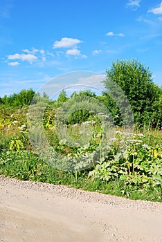 Thickets of hogweed on the edges of a rural road. Weed. Giant hogweed in sunlight in summer. A large hogweed plant with