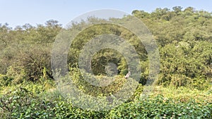 Thickets of the Indian jungle. Lush green trees and bushes