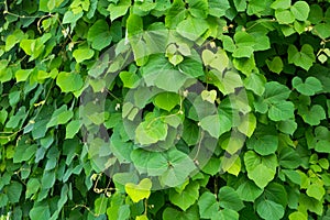 thickets of kudzu, close-up. Green natural background.