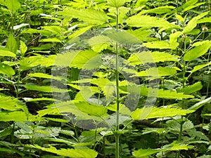 Thickets of lot green scalding nettles closeup