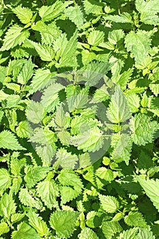 Thickets of lot green scalding nettles outdoor closeup photo