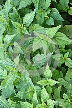 Thickets of lot young green scalding nettles in summer day outdoors top view