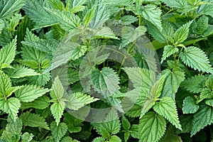 Thickets of lot young green scalding nettles in summer day outdoors top view vertical closeup