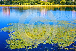 Thickets of many yellow water lilies with green leaves floating on the surface of a reservoir on a summer sunny day