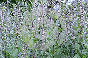 Thickets of a motherwort shaggy five-bladed (Leonurus quinquelobatus L. )