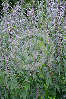 Thickets of a motherwort shaggy five-bladed (Leonurus quinquelobatus L.)