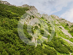 Thickets of mountain pine on steep slope with rocky outcrops