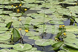 Thickets of nenuphar, Nuphar, on a pond