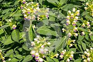 Thickets of plants Large-flowered hemp-nettle photo