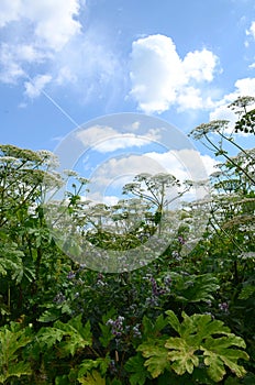 Thickets of poisonous giant hogweed with umbrellas against the blue sky with clouds