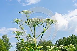 Thickets of a poisonous plant hogweed