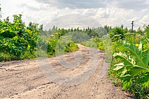 Thickets of a poisonous plant hogweed