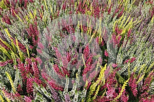 Thickets of purple heather flowers in the forest