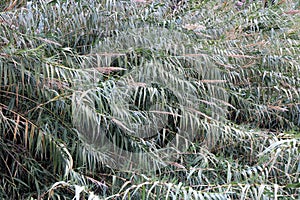 Thickets of river reed