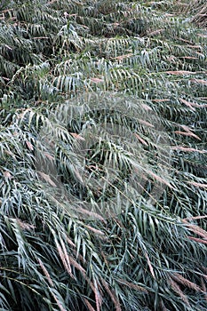 Thickets of river reed