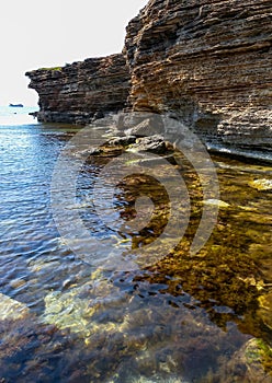 Thickets sea algae, brown seaweed (Cystoseira barbata, Sargassaceae) in the coastal zone of the sea, Crimea Black Sea