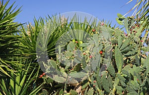 Thickets of southern evergreens. Blooming cactus and branches of palm trees