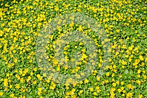 Thickets of spring buttercup Ficaria verna. Background