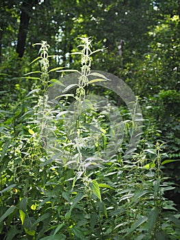 Thickets of stinging nettle in the forest